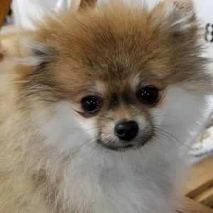 Meet your Posher, Elaine